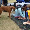 dog walk 2013-5139